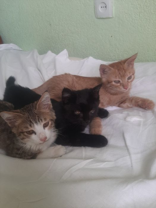 Котята в добрые руки