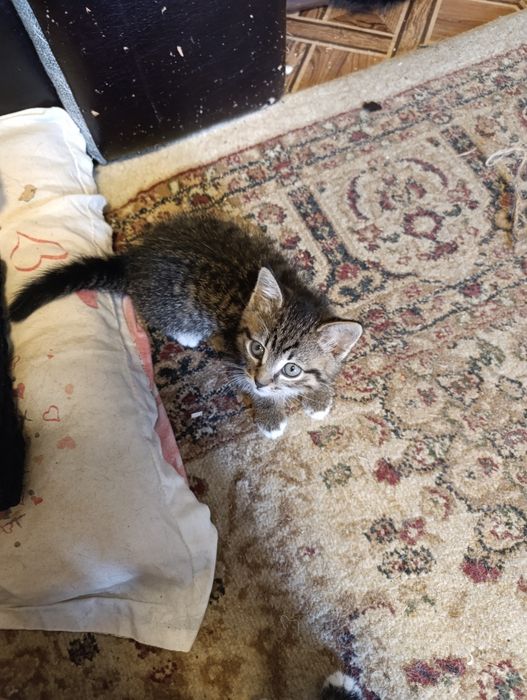 Котик ищет любящую семью