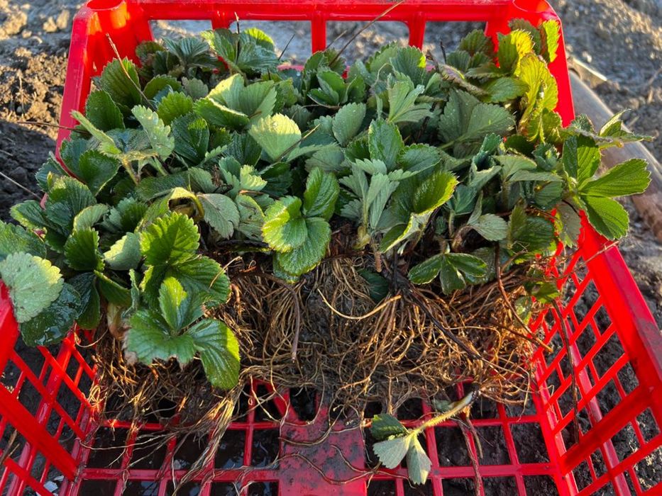 Stoloni de căpșuni - uniferi