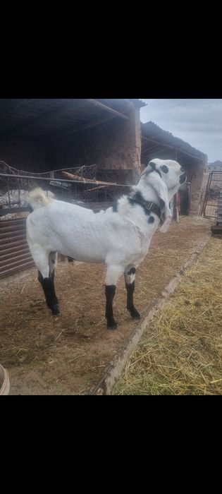 Битал ұрғашы лақ сатылады