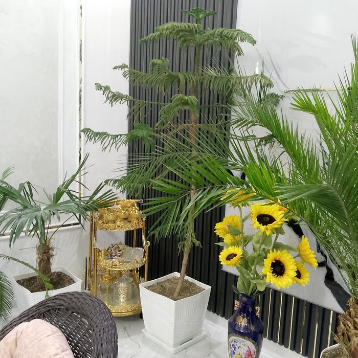 Гуллар дикорацивны