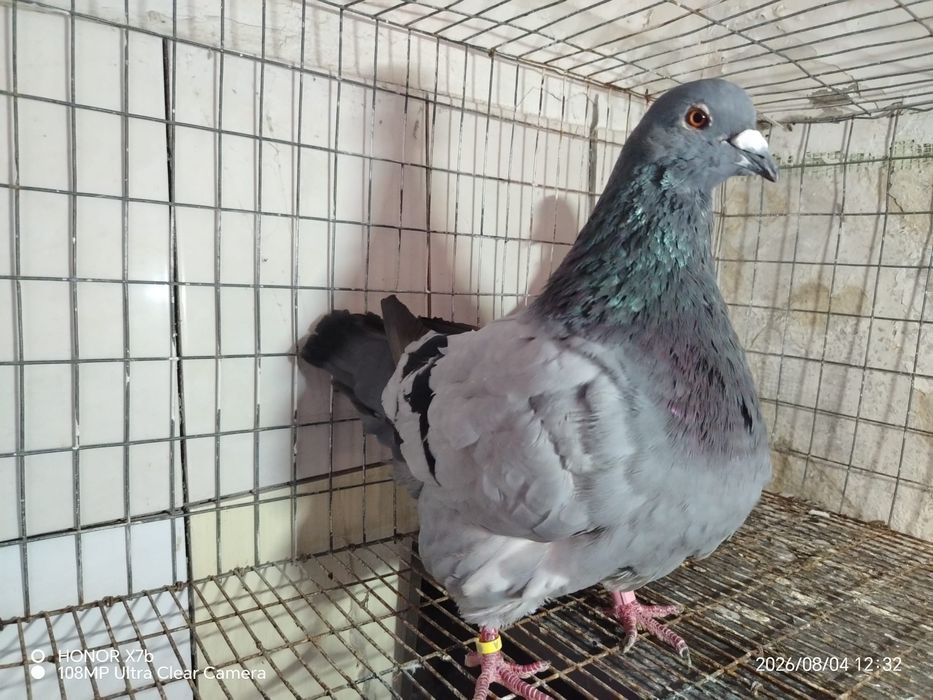 Porumbeii mondaini