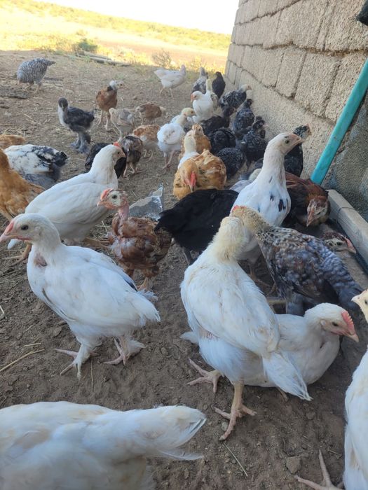 Шөжек , балапан!