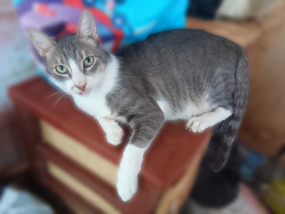 Adoptie motani tineri