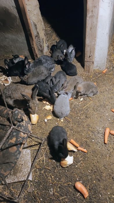 Iepuri tineret 2/4/6 luni