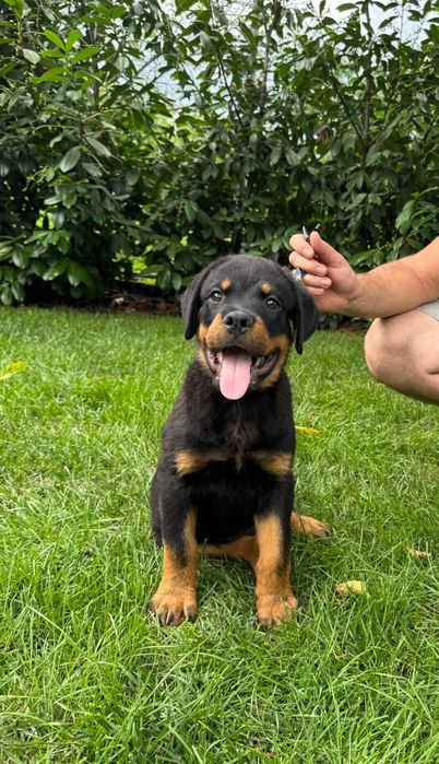 Pui rottweiler talie mare