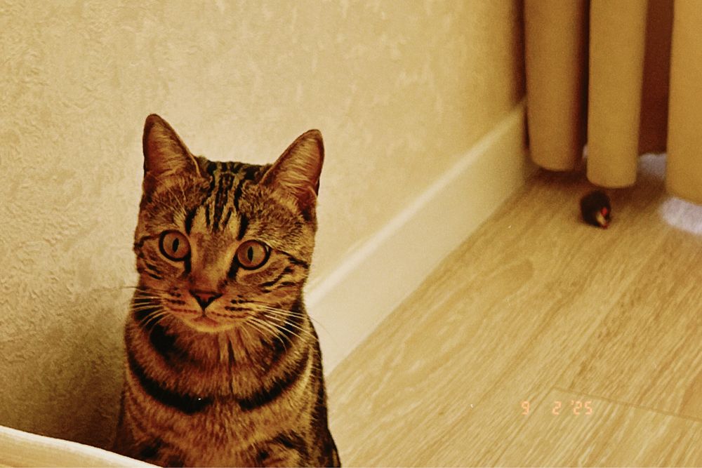 Пропал котик Муся