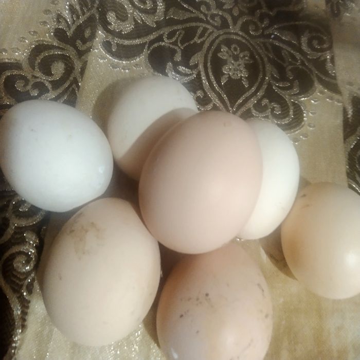 Tuxumi  xonaki sveji