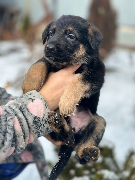 Щенки немецкой овчарки