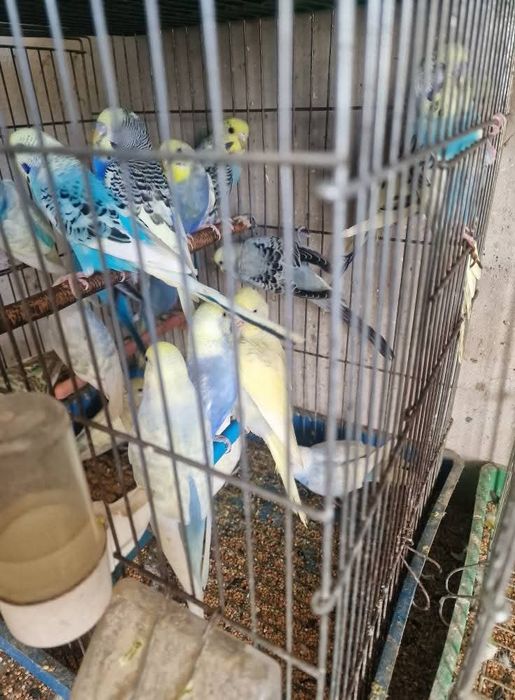 Perechi tinere perusi și pui