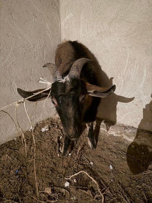 Альпи теке сатылады