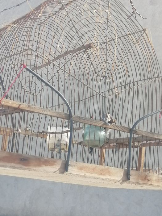 Клетка для сава срочно