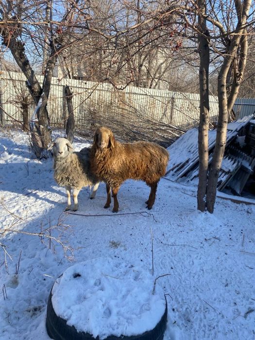 Продам кошкара