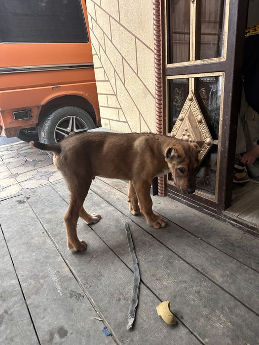 Щенки алабая 3 месячные  крупные