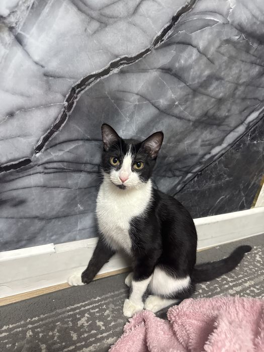 Котенок бесплатно