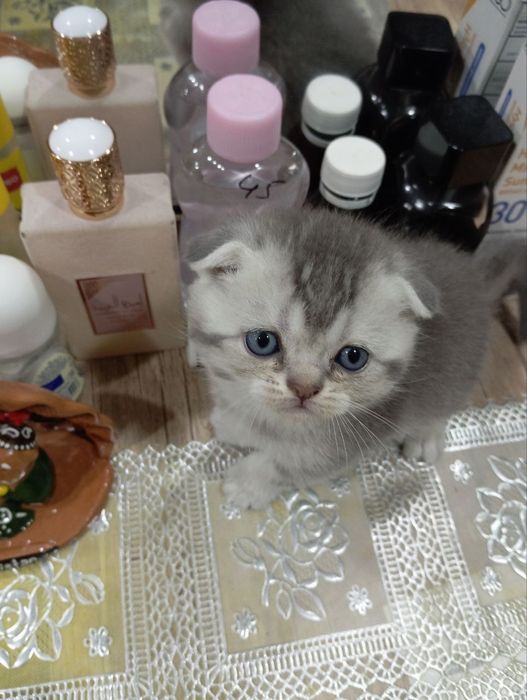 Продается котята породистые. 1,5 месячные.  Папа шеншылла. Мама скодти