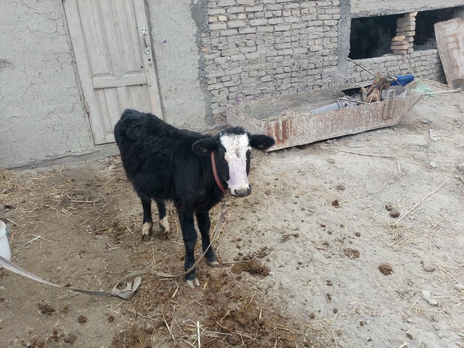 Гуножин пародали