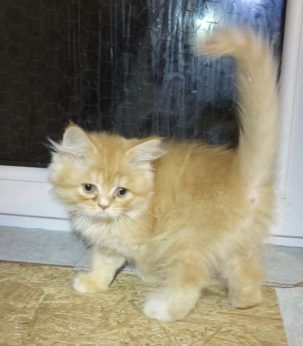 British golden longhair