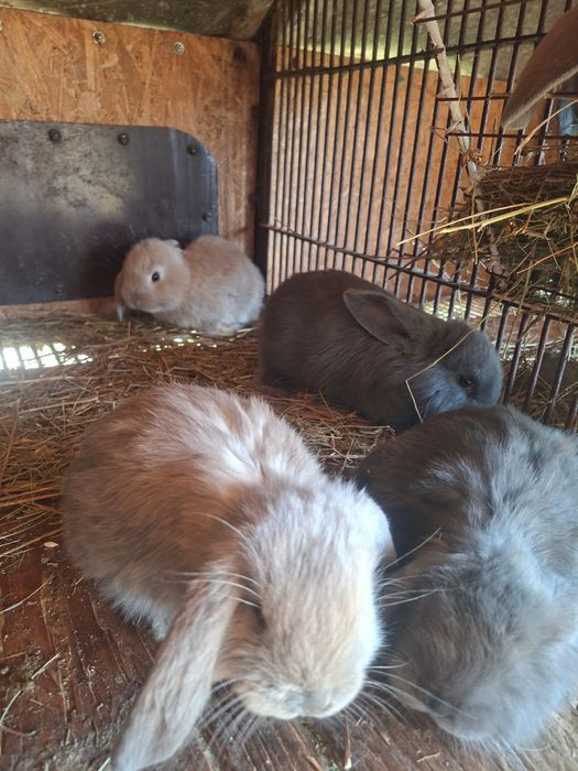 Iepurasi berbec german rasa foarte blandaa