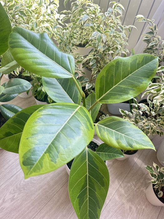 Комнатные цветы разные