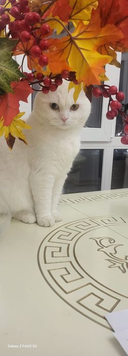 Кот шотландский вислоухий