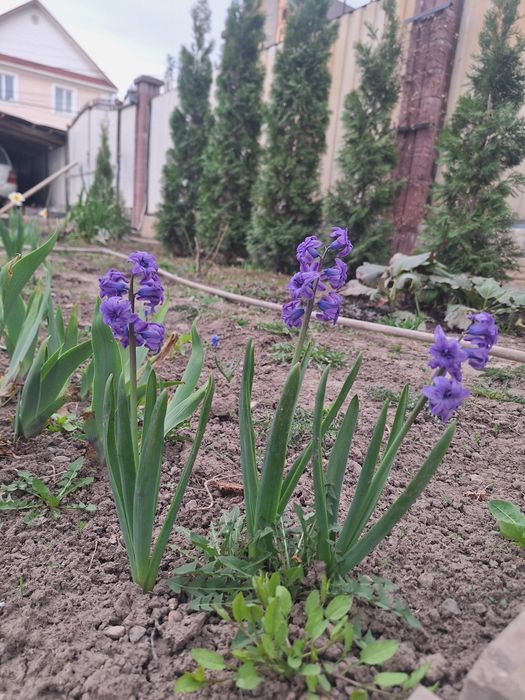 Продам луковицы гиацинтов на посадку