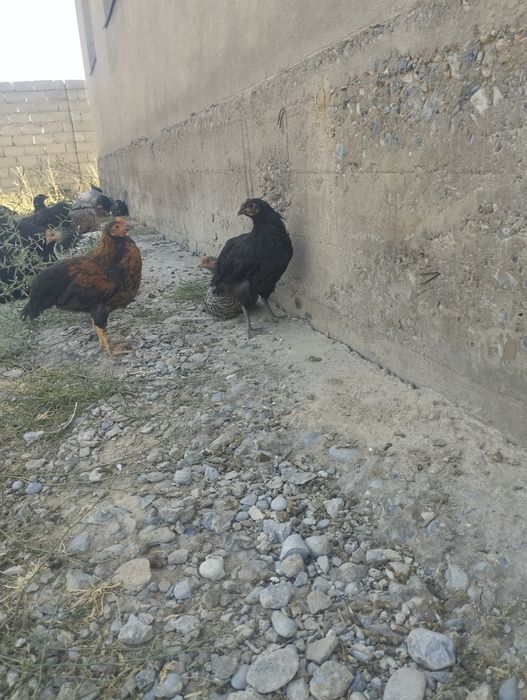 Жағдай жақсы уй тауықтары