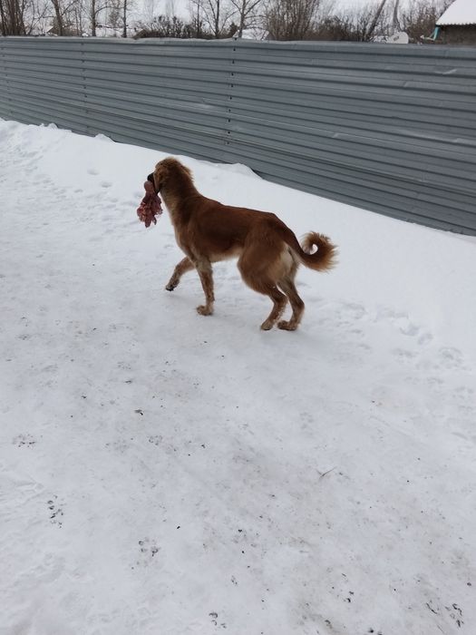 Тазы 12месяц сука