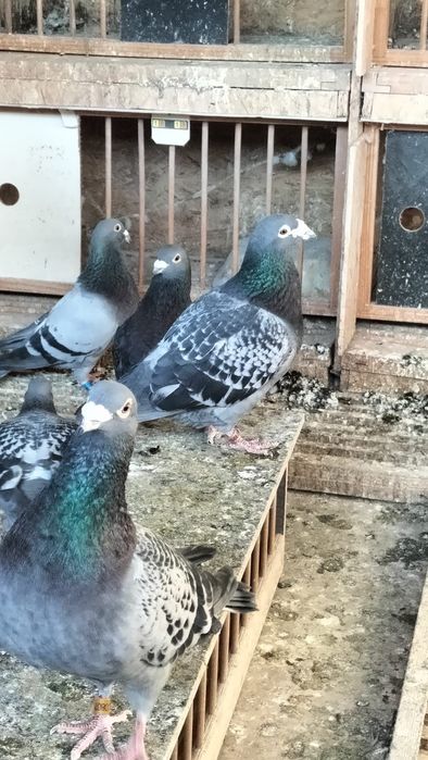 Porumbei sport de vânzare