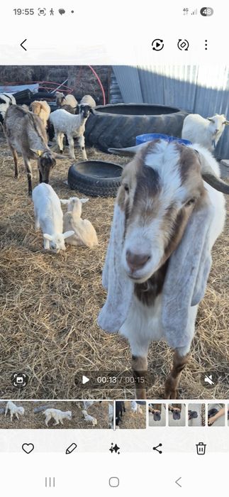 Ешкілер сатылады тоқтылар