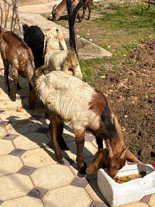 Камори лағы дені сау