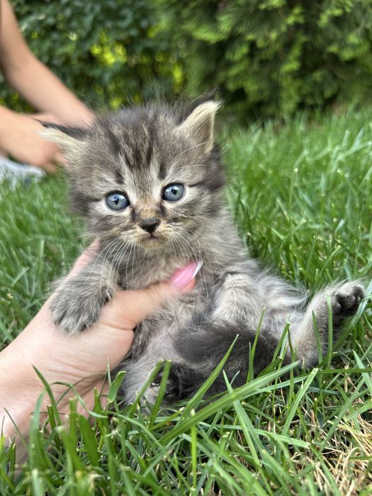 Продам шотландских котят