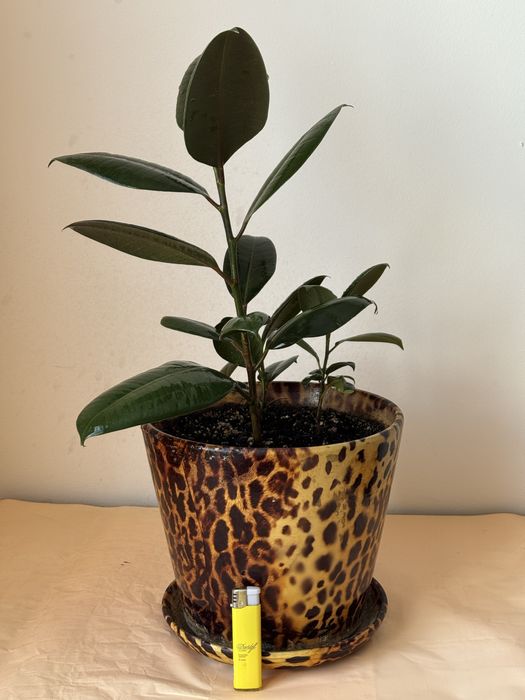 Продам Фикус Мелани