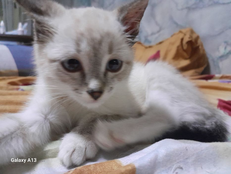 Отдам котёнка в добрые руки