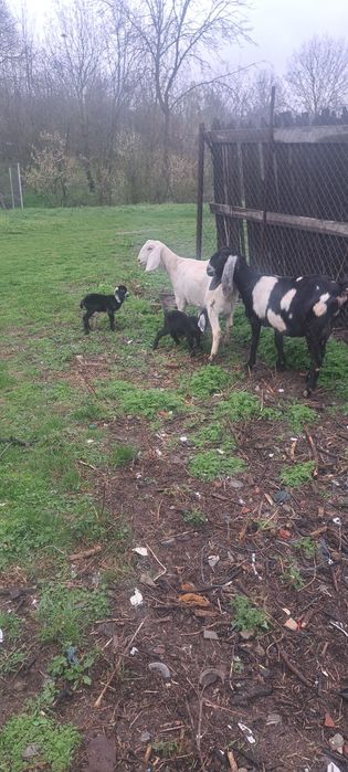 Capre de vânzare anglonubiene 2000lei per. bucata