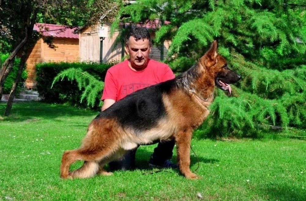 Немска овчарка с родословие