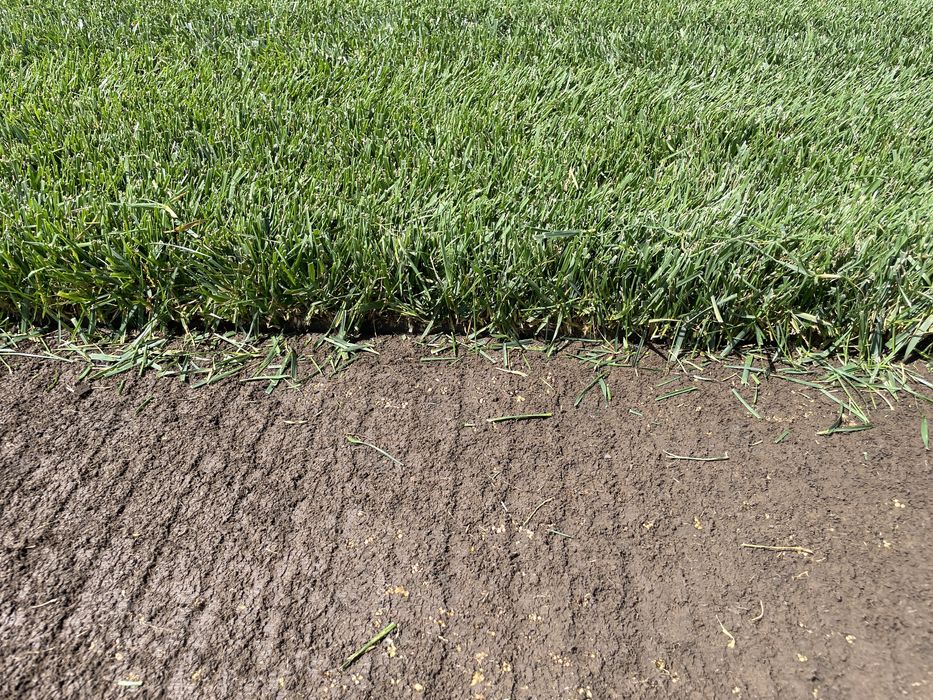 Rulouri de gazon in Bucuresti si imprejurimi