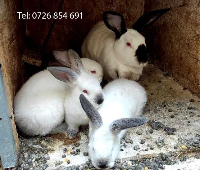 Vand Iepuri California, Rex Catifea, Cap de Leu