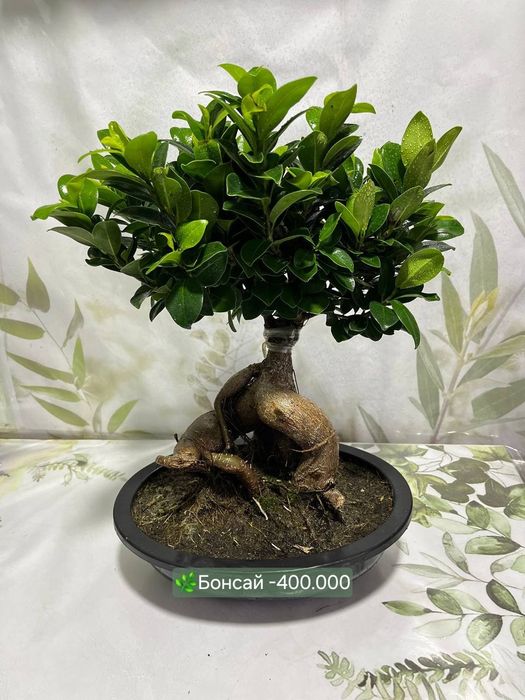 Бонсай, Сансевиерия, Замиокулькас