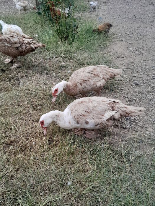 Продаются утки и селезни.