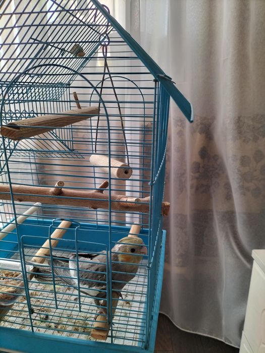 Продается попугай