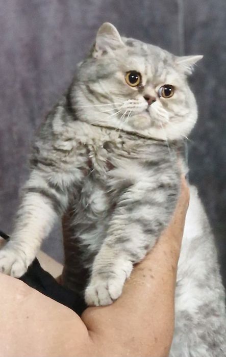 Наш  красавчик ищет самочку. очку.