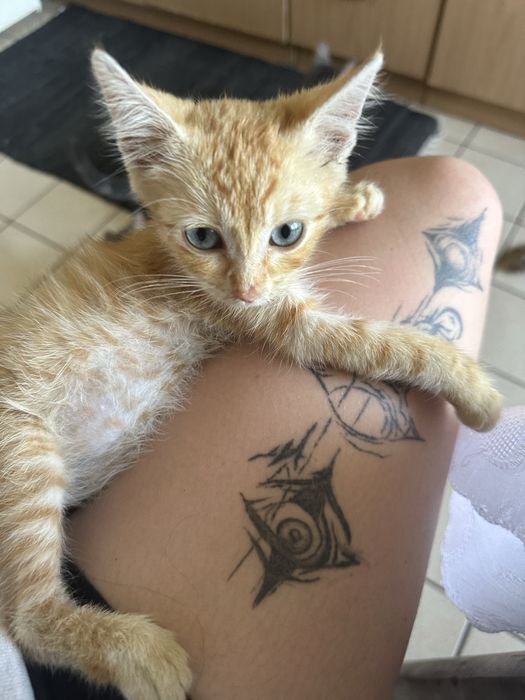 Малко златно котето
