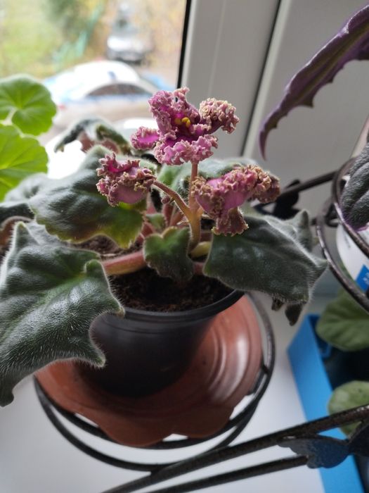 Цветы комнатные цветы