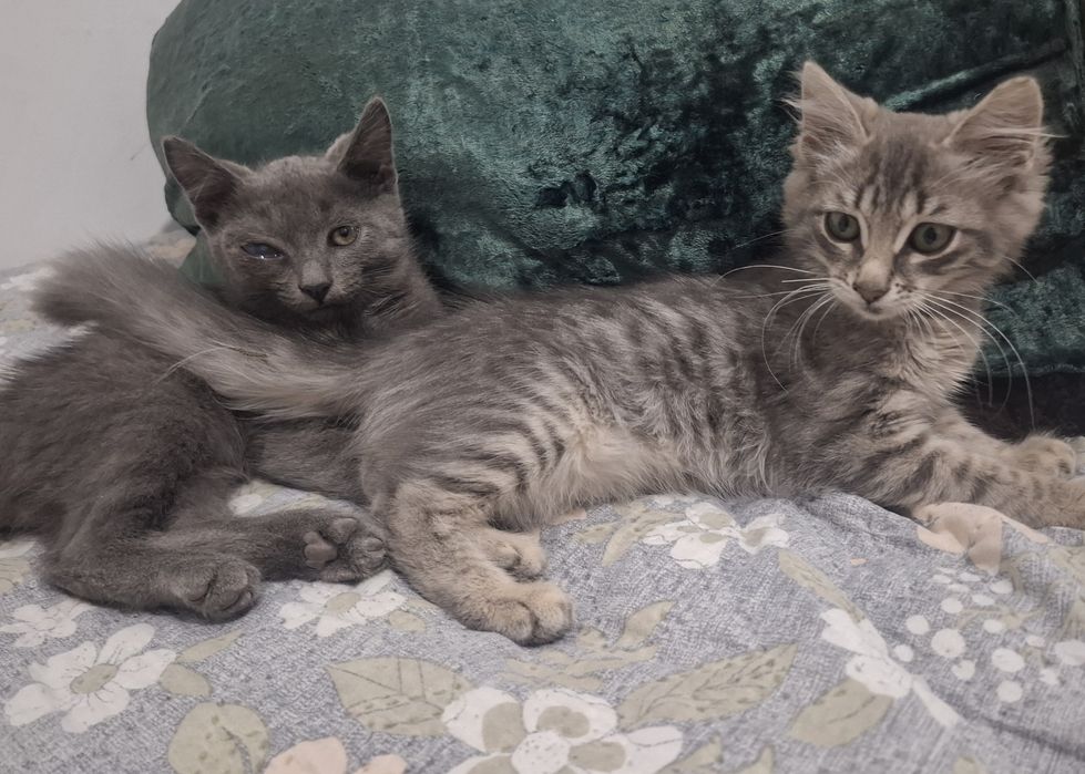 Котята в добрые руки