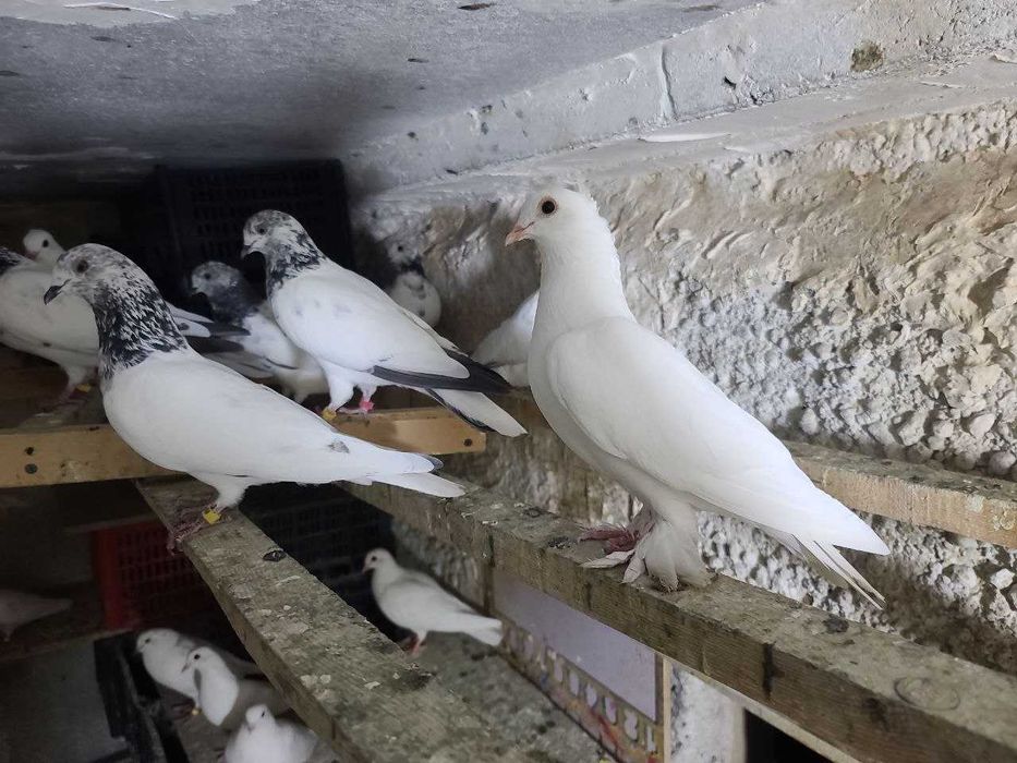 Продам Молодых ИНДОПАКИСТАНСКИХ Высоко-Лётно игровых голубей