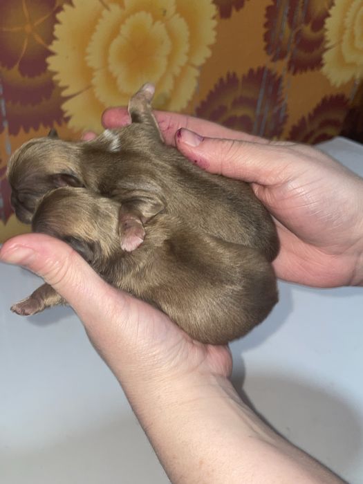 Продам щенков пекинеса(открыта бронь)