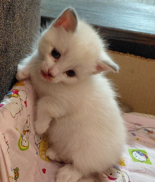 Отдам котят бесплатно