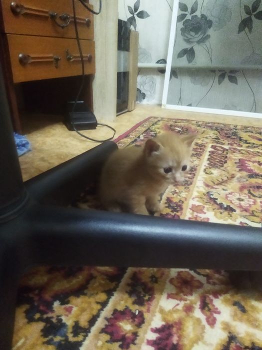 Отдам кошек в добрые руки