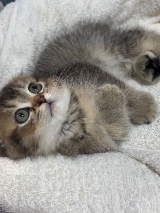 Скоттиш Фолд котёнок